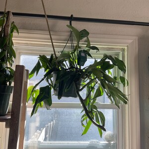 Nikole added a photo of their purchase