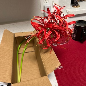 Juliet added a photo of their purchase