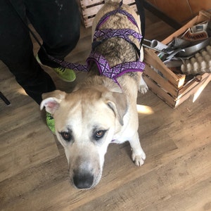 Molly さんが購入した商品の写真を追加しました