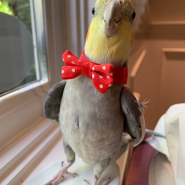 Pannolini Per Pappagalli - Set 4 Pezzi Con Papillon | Taglie S E M Per Uccelli Domestici - Foto 2