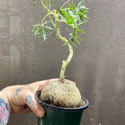 Dioscorea Elephantipes 5 Semi Di Dorstenia Barnimiana - Rara Pianta Succulenta Caudiciforme, Esotica E Da Collezione Semi Succulente Esotiche - Foto 8