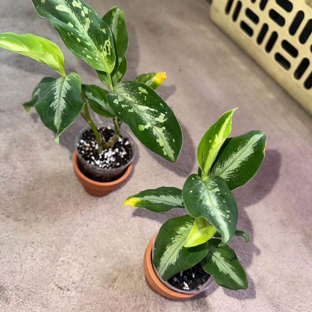 Aglaonema Pictum Tricolor #3 Starter Plant **(ALL Plants Require