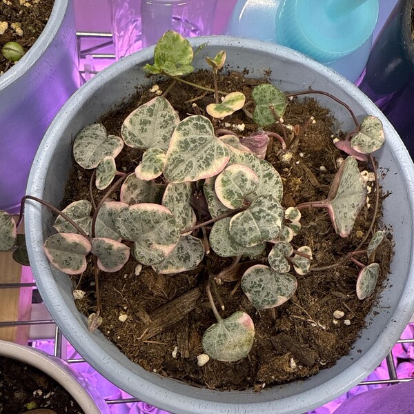 2” Ceropegia Woodii Variegata / String of Hearts Variegated - Etsy