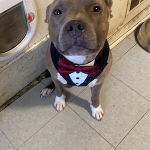 burgundy bow tie for dogs