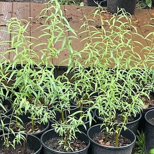 Victoria ha añadido una foto de su compra