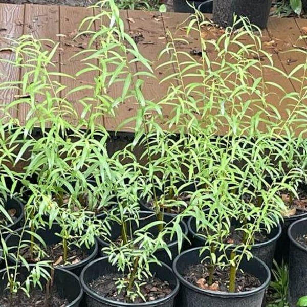 25 Austree Willow Hybrid Tree Starts Privacy Hedge Fast Growing - Etsy