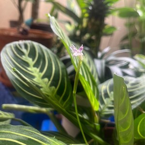 Amber added a photo of their purchase