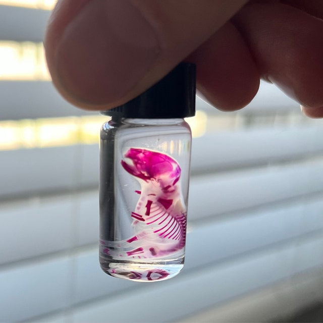 Diaphonized Fetal Mouse in Jar Mice