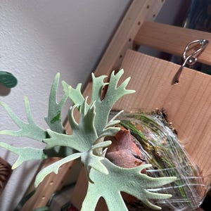 P. willinckii ’Jenny’ TC 1607 P.wllinckii Jenny #1(the Rarest Breed in the World) - Etsy