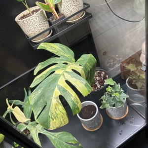 Alex added a photo of their purchase