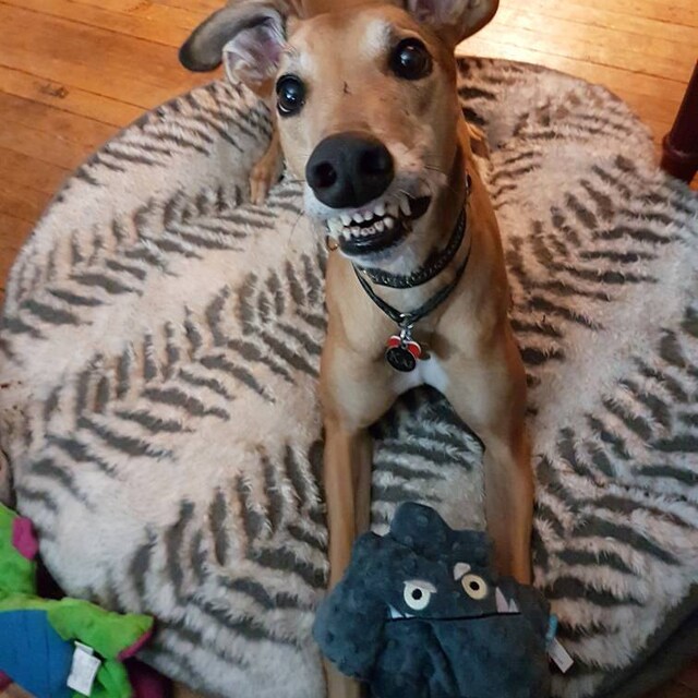 Premium Round Leather Dog Slip Collar Etsy