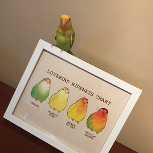 Lovebird Ripeness Chart Poster - Etsy