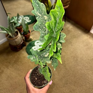 Robin ha añadido una foto de su compra