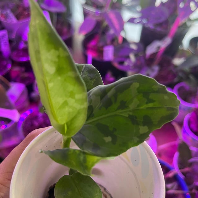 Aglaonema Pictum Tricolor #3 Starter Plant **(ALL Plants Require