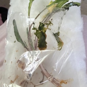 Rose added a photo of their purchase