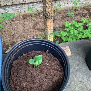 F added a photo of their purchase