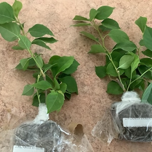 MRL added a photo of their purchase