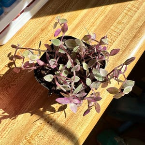 Sherry added a photo of their purchase