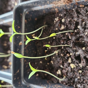 Velvetbunny added a photo of their purchase