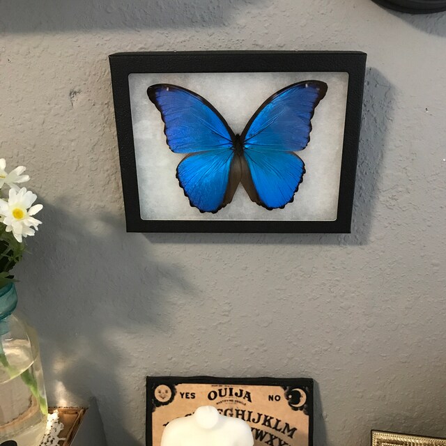 Morpho Didius Blue Butterfly Peru - Etsy