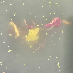 Valerie adicionaram uma foto da sua compra