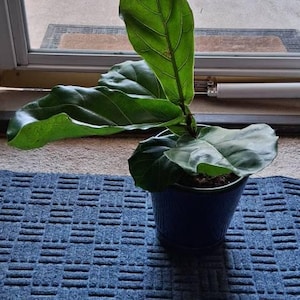Carole added a photo of their purchase