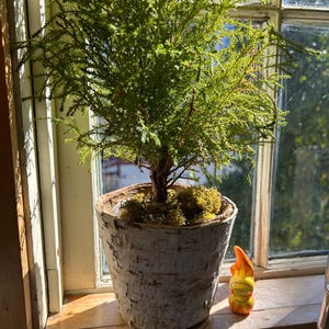 Joan dodał(a) zdjęcie swoich zakupów