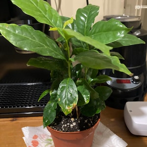 Joe added a photo of their purchase