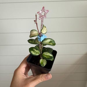 Julie added a photo of their purchase