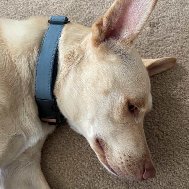 Silicone Dog Collar - NOOM