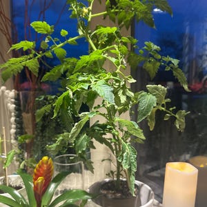 Karen added a photo of their purchase