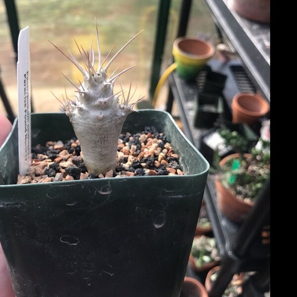 5x Pachypodium Saundersii Samen – Madagaskarpalme, Caudexpflanze, Seltene Sukkulente