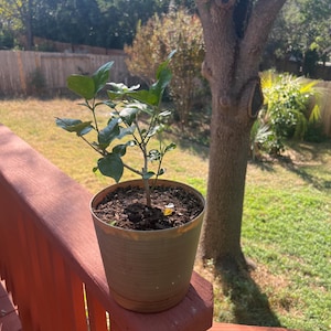 Mei added a photo of their purchase