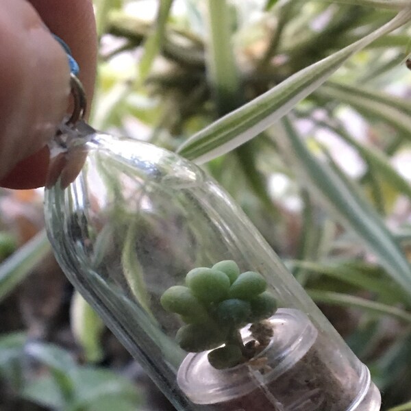 Mini Live Succulent Terrarium – 