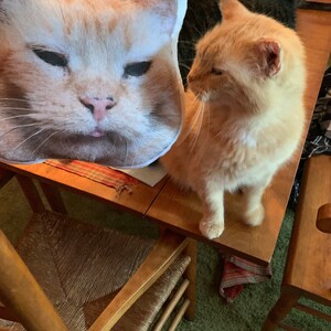 Custom Cat Face Pillow Life Like Cat Pillow Cat Lover -  Ireland