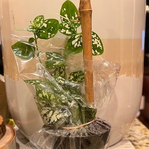 Hypoestes Polka Dot Plant White Splash, 2" Plant