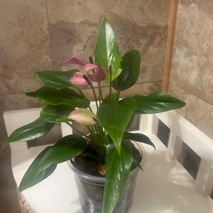 Maria added a photo of their purchase