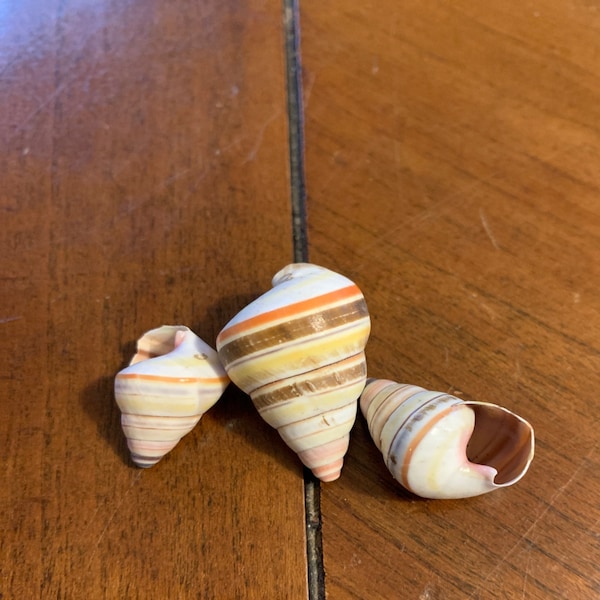 Striped Tree Snail Shells: Candy Cane Linguus for Beach Wedding Decor ...