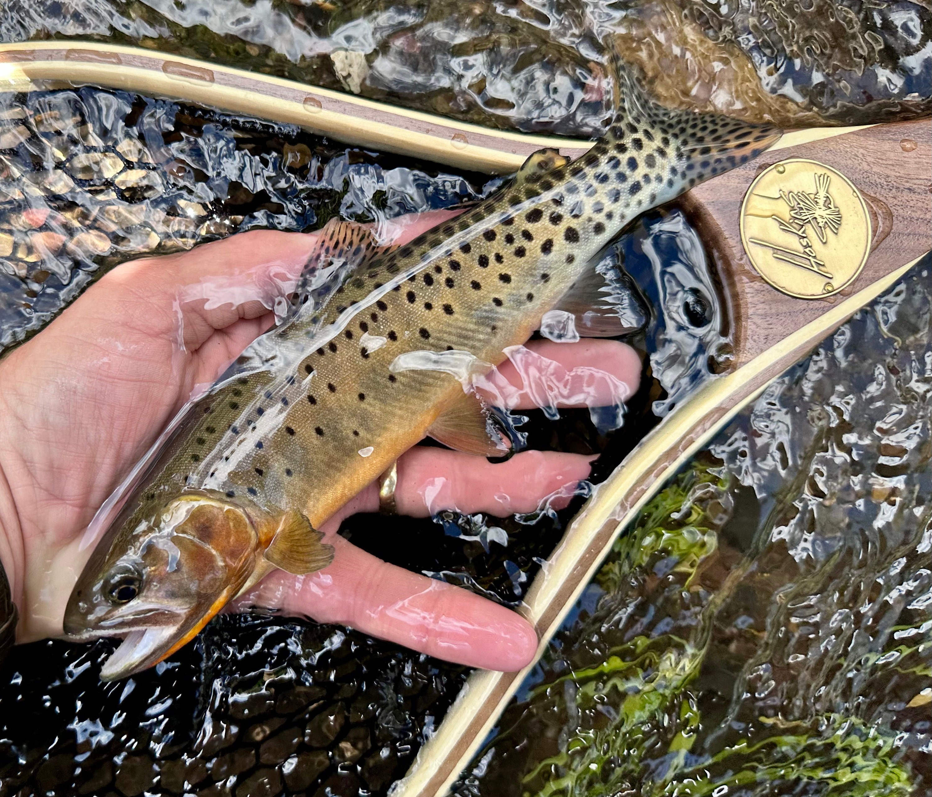 Small Stream Net