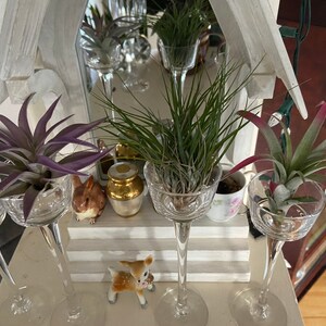 Air Plant Xeric Variety Mix of 10 Airplant Tillandsia | Etsy