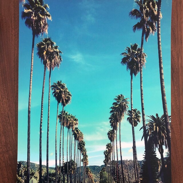 カリフォルニア州ロサンゼルスのヤシの木、ヤシの木が並ぶ通りの写真