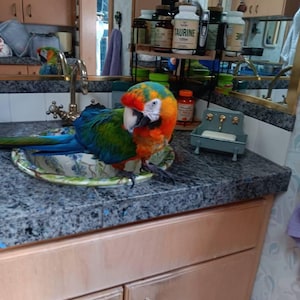 Rena heeft een foto van de aankoop toegevoegd