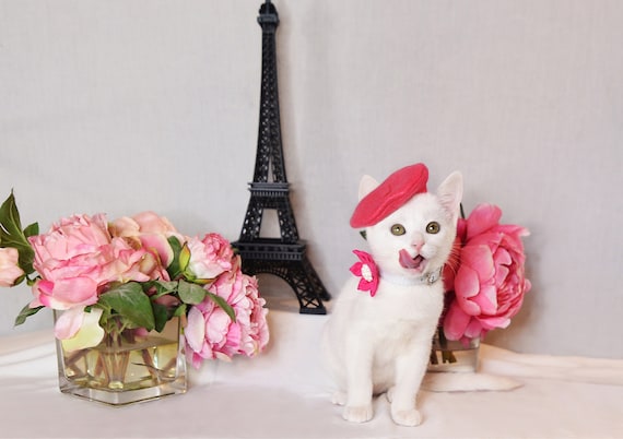 Customer photo of a pet with the Beret Personalized for small pet Raspberry