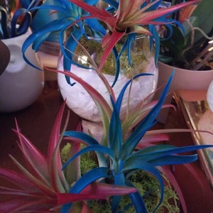 Alice added a photo of their purchase
