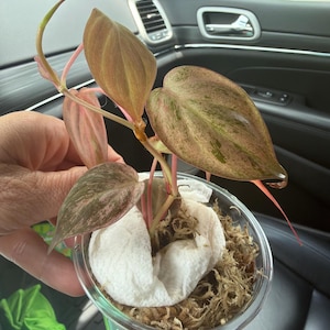 Melissa added a photo of their purchase