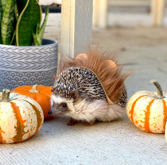 Customer photo of a pet with the Lion dark mane halloween costume for small pet