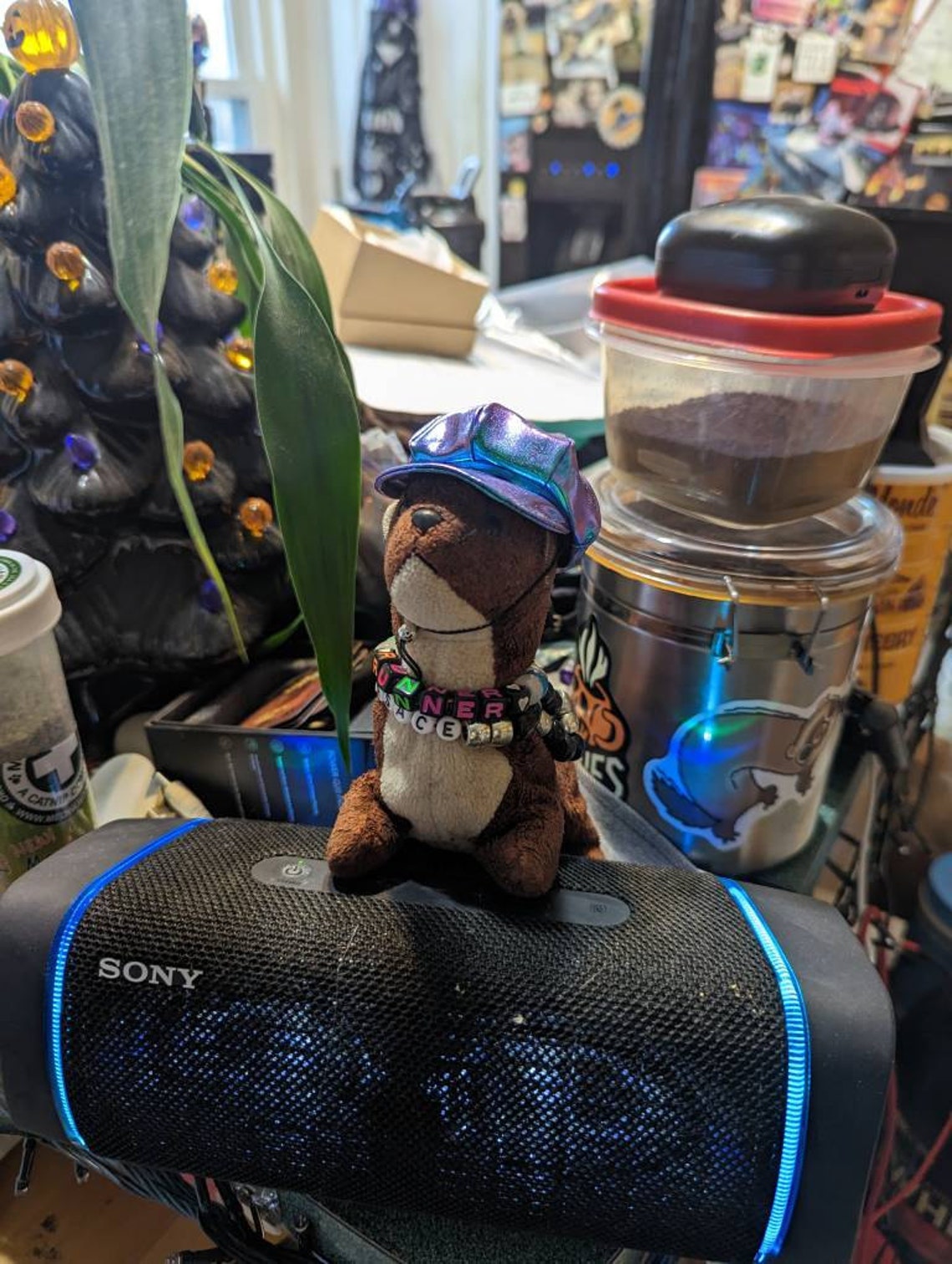 Customer photo of a pet with the Gatsby Hat