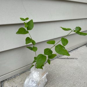 Jayshri added a photo of their purchase