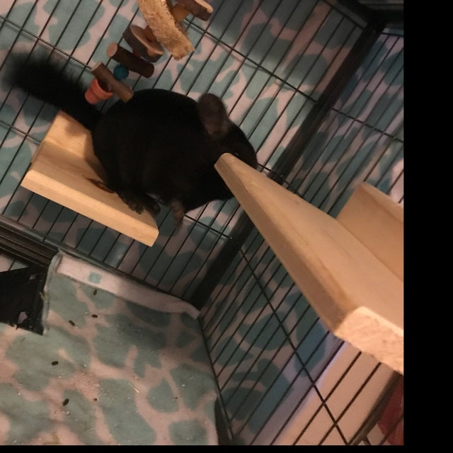 Chinchilla Ledge 9pc Set Poop Guard Etsy