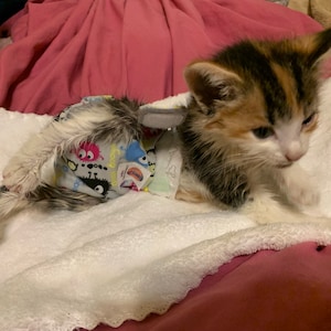 Kitten diapers online